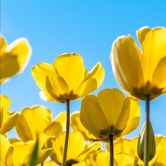 Meet your Posher, Ruby - Picture 1 of 1